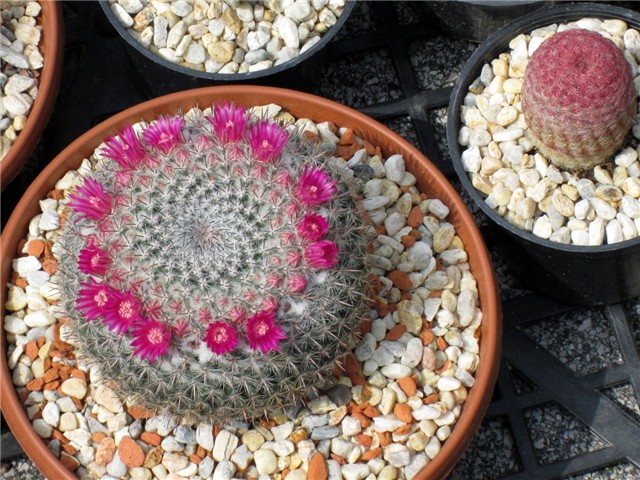 mammillaria hahniana